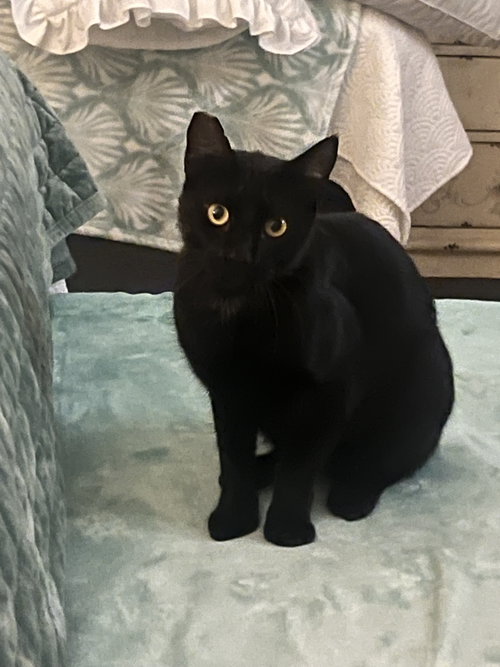 JELLYBEAN - Bombay / Domestic Short Hair available for adoption