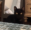 Jellybean - Photo 2