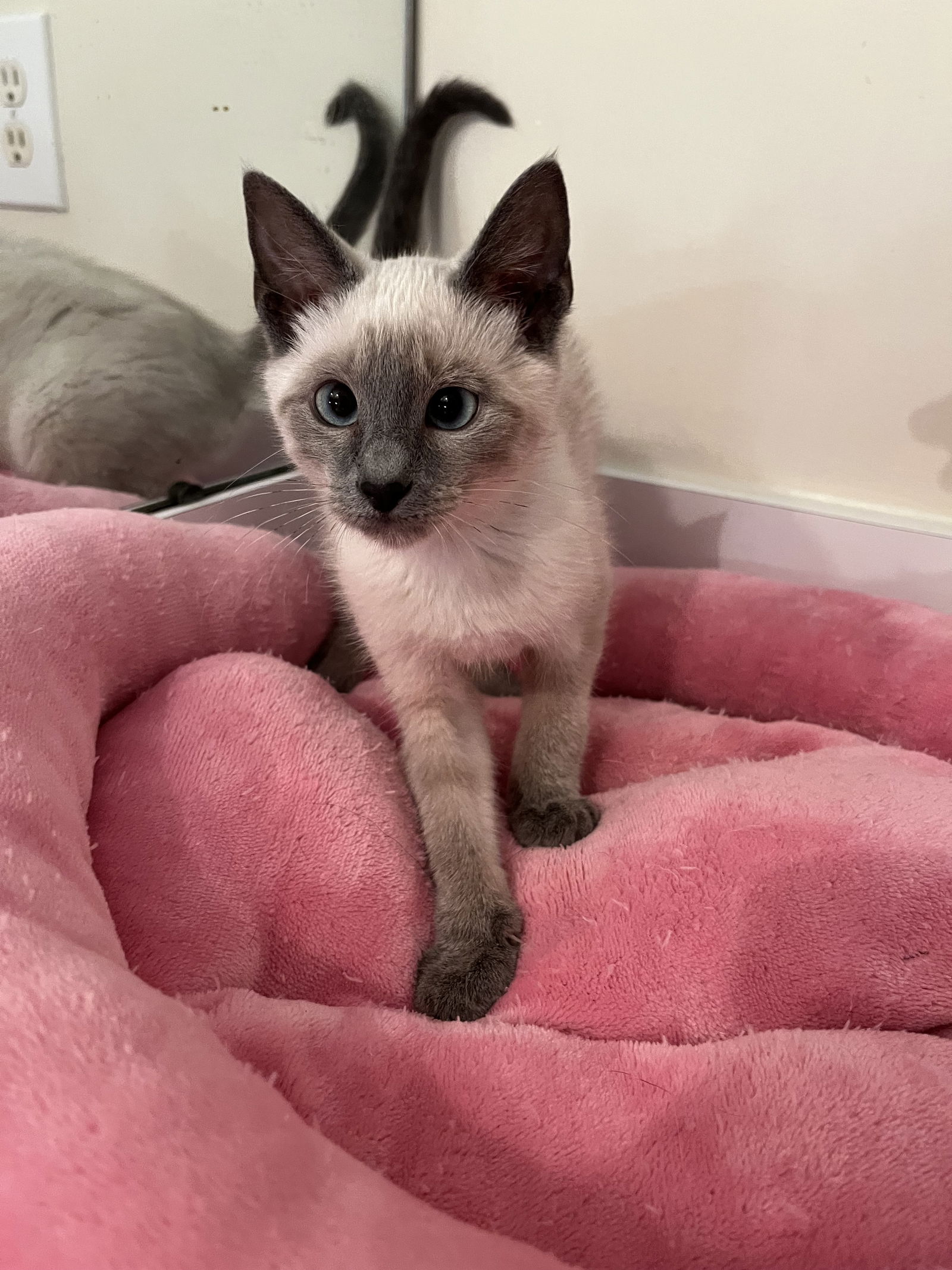 adoptable Cat in Mobile, AL named Shadow (& see Apollo)