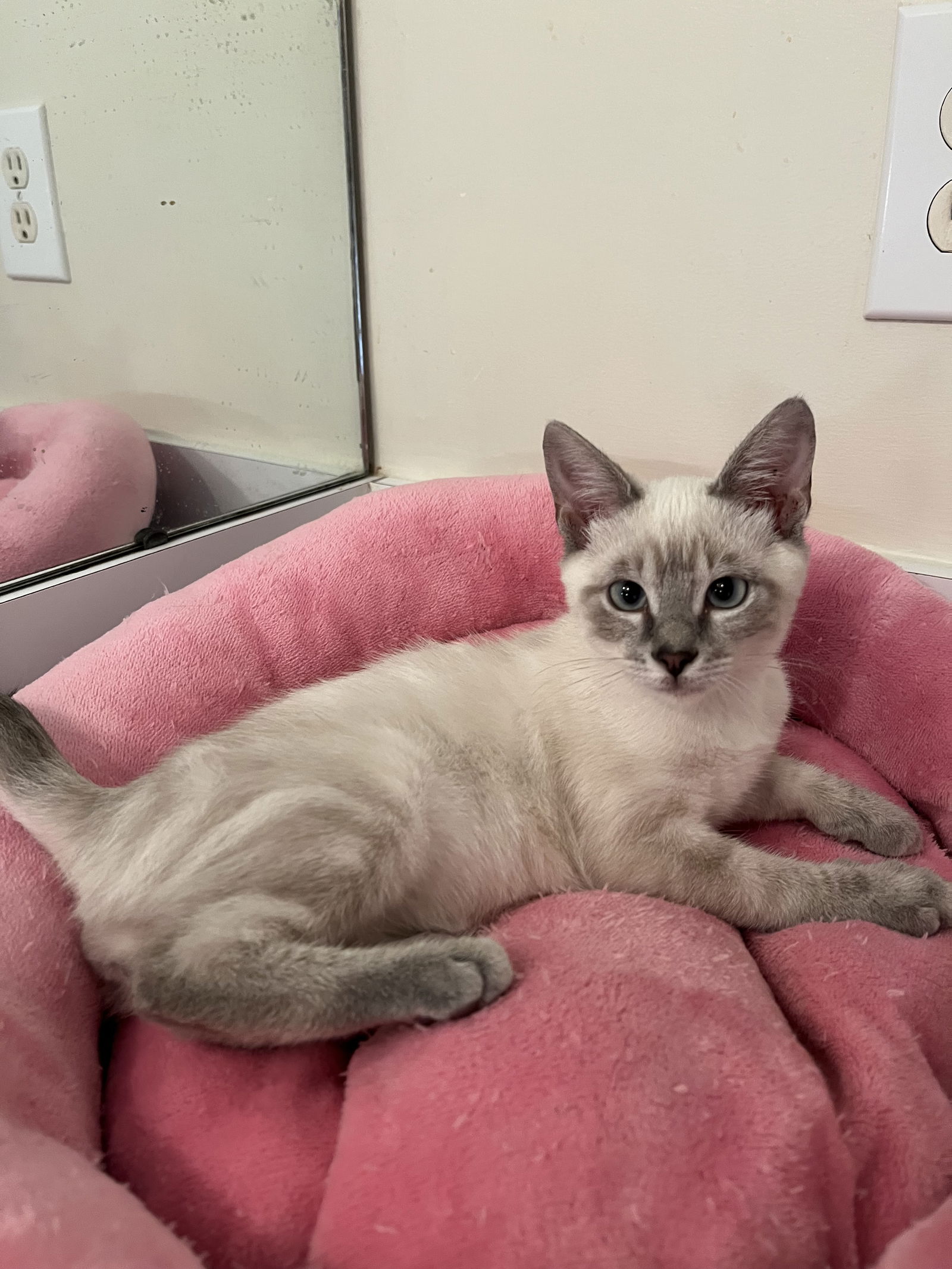 adoptable Cat in Mobile, AL named Apollo (& see Shadow)