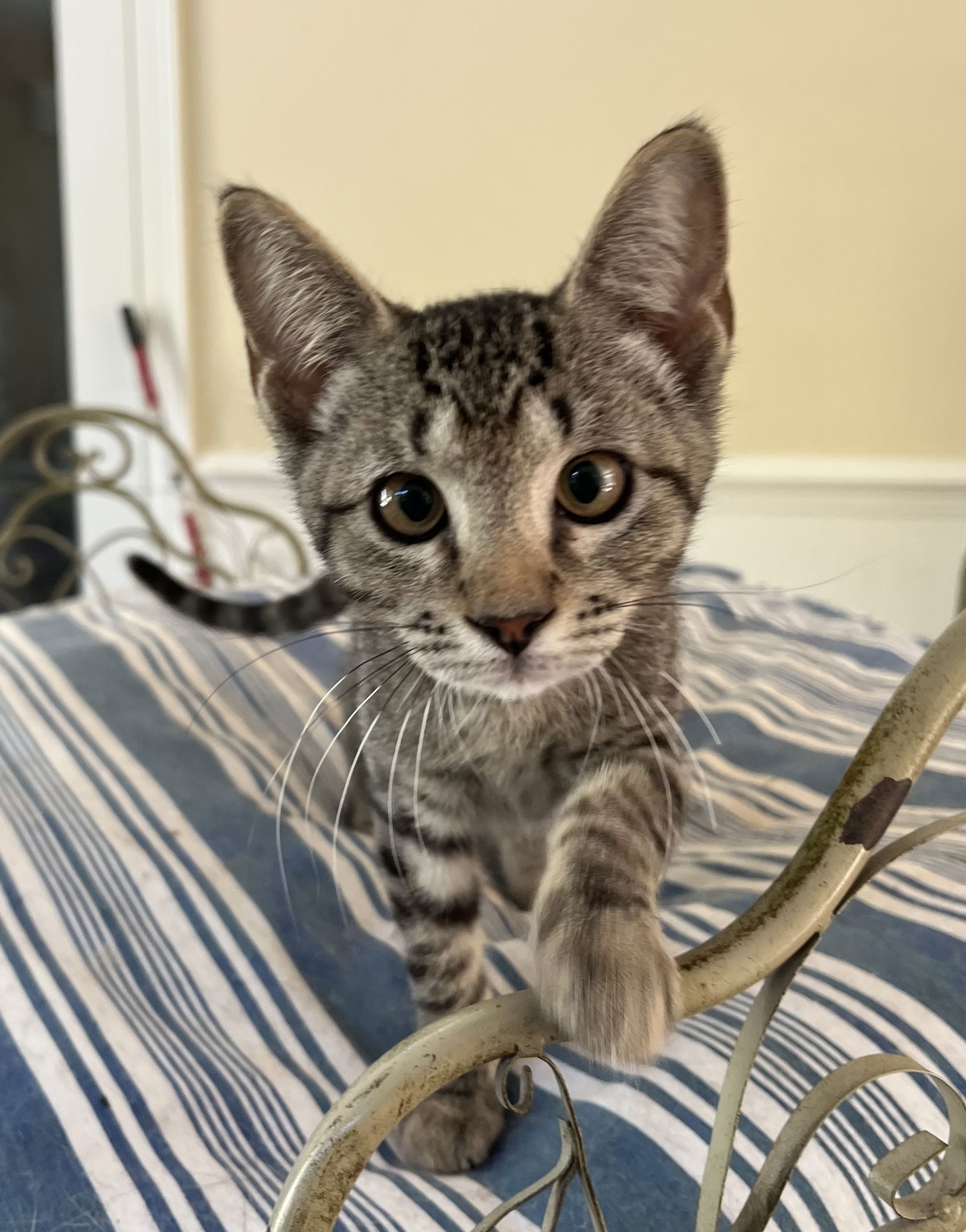 adoptable Cat in Mobile, AL named Pixie