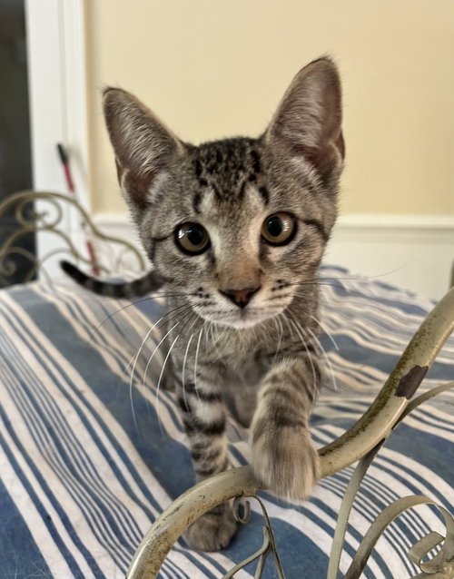 PIXIE - Tabby / Domestic Short Hair available for adoption