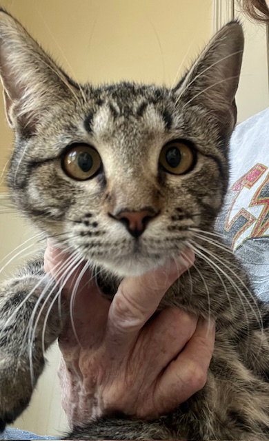 picture of the cat needing adoption