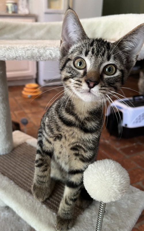PAW PAW (& SEE MR. BONES) - Tabby / Domestic Short Hair available for adoption