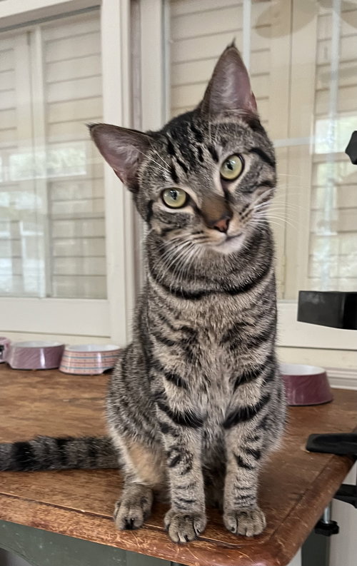 PAW PAW (& SEE MR. BONES) - Tabby / Domestic Short Hair available for adoption
