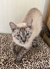 adoptable Cat in  named Reign