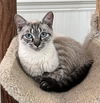 adoptable Cat in mobile, AL named Reign