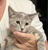 adoptable Cat in mobile, AL named Honey