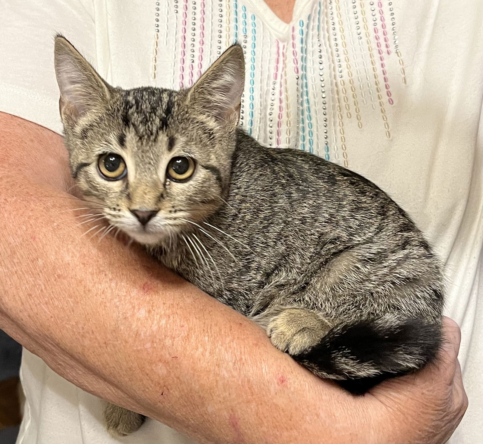adoptable Cat in Mobile, AL named Holly