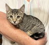 adoptable Cat in  named Holly