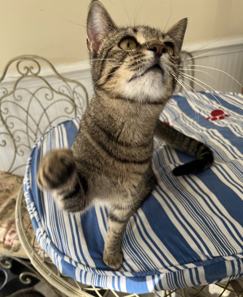 HOLLY (& SEE HALEY) - Tabby available for adoption