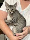 adoptable Cat in  named Hayley