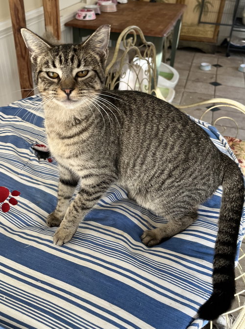 HALEY (& SEE HOLLY) - Tabby available for adoption