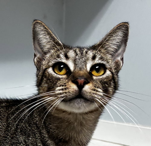 HALEY SO SWEET - Tabby available for adoption