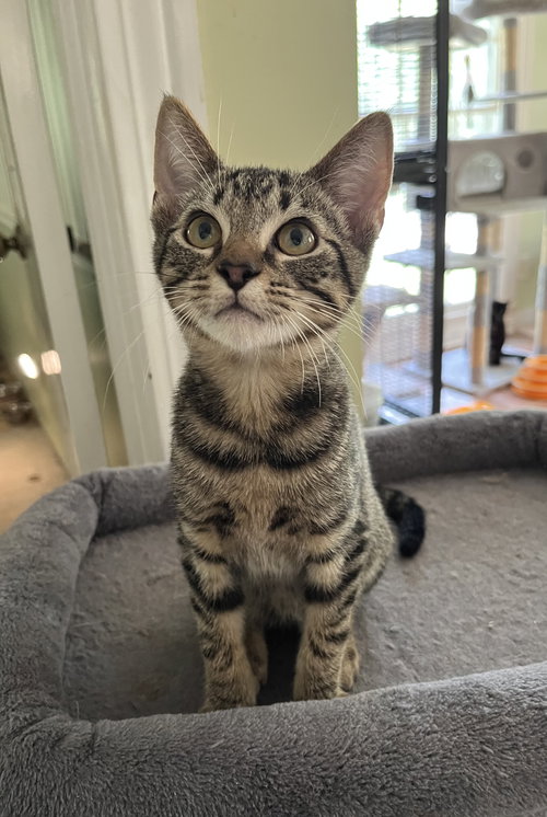 MR. BONES (& SEE PAW PAW) - Tabby available for adoption