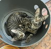 Mr. Bones (& see Paw Paw) - Photo 1