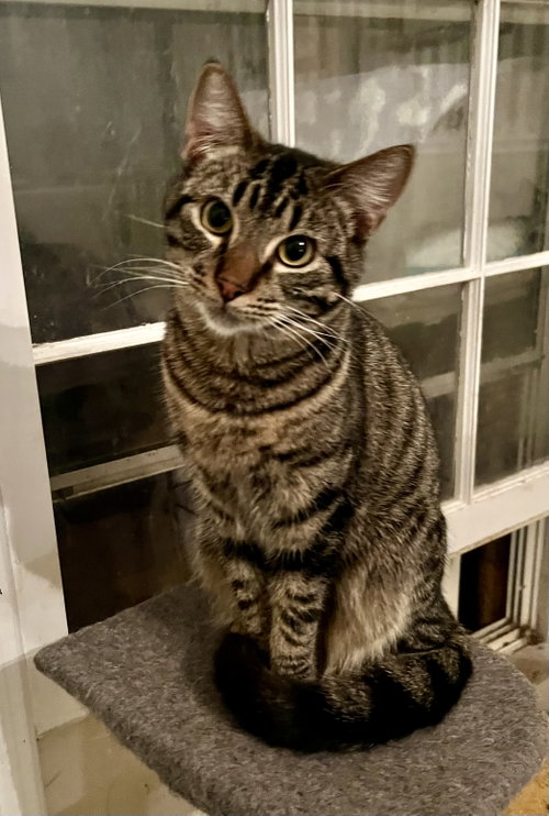 MR. BONES - Tabby available for adoption