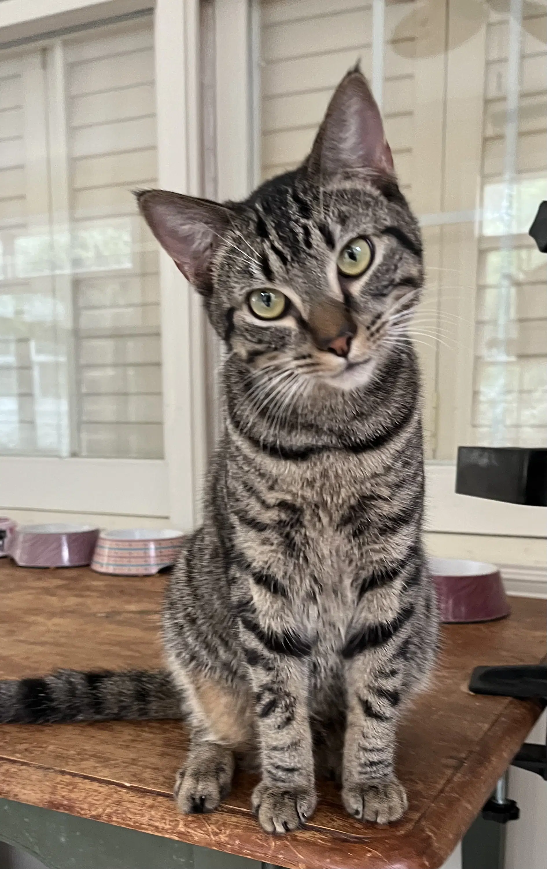 Mr Bones - Tabby