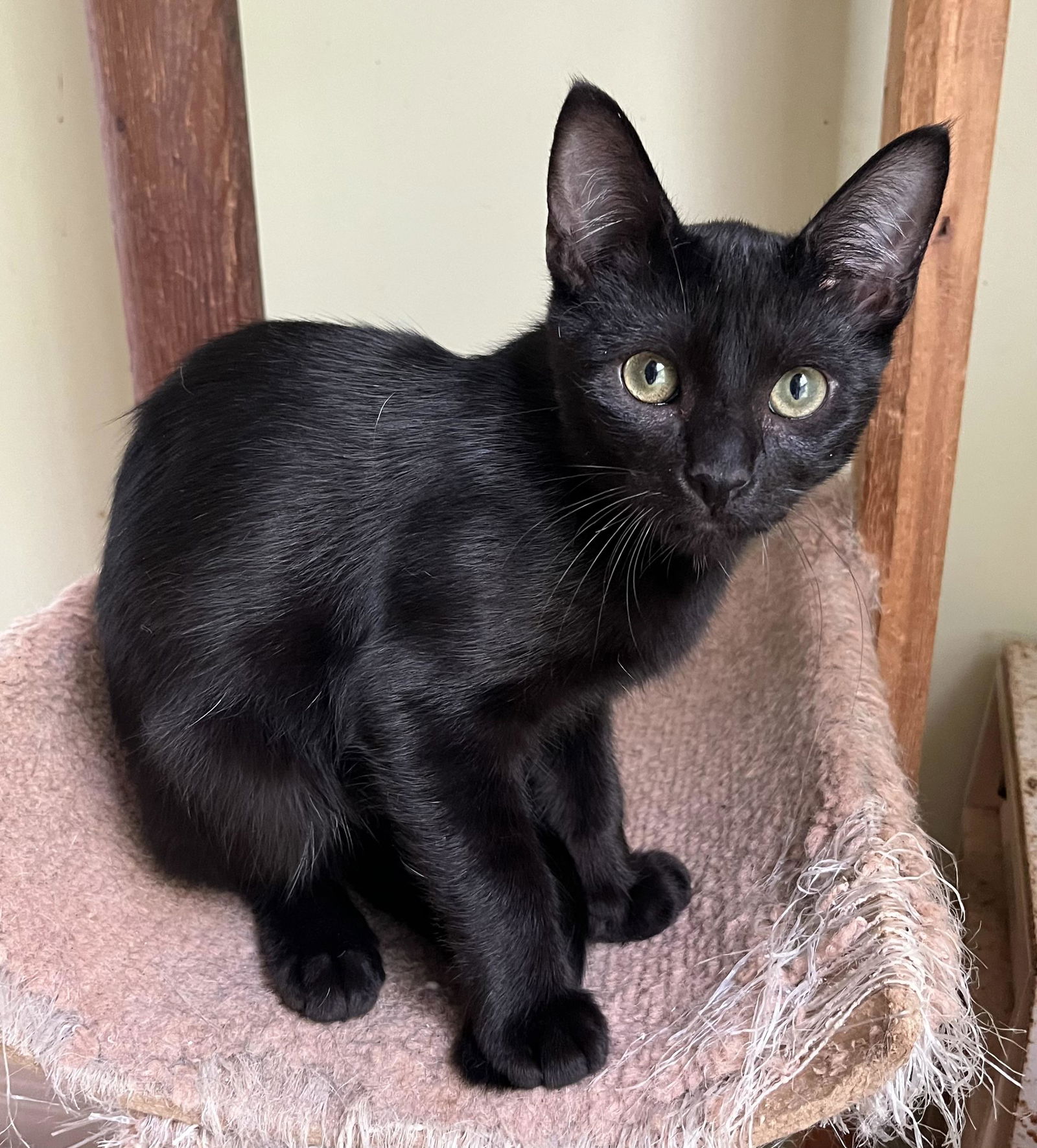 adoptable Cat in Mobile, AL named Rocket