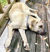 adoptable Dog in mobile, AL named Duke