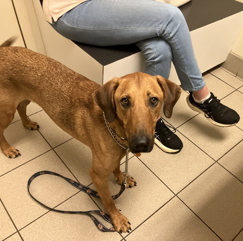 BERT - Hound available for adoption