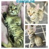 Evangeline - Photo 2