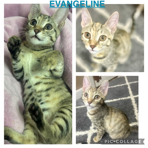 EVANGELINE - Tabby available for adoption