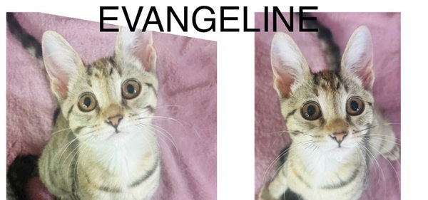 Evangeline