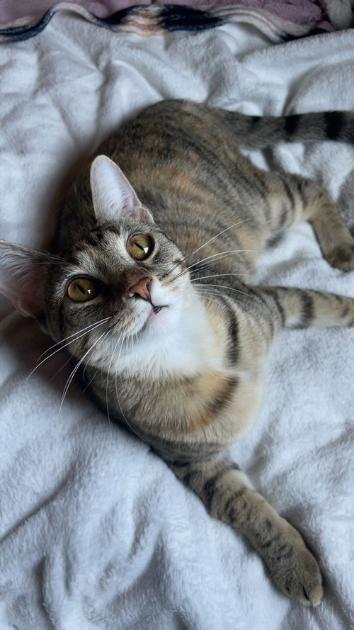 Evangeline, an adoptable Tabby in Mobile, AL