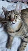 Evangeline - Photo 2