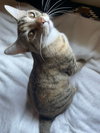 Evangeline - Photo 3