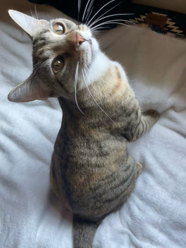 Evangeline