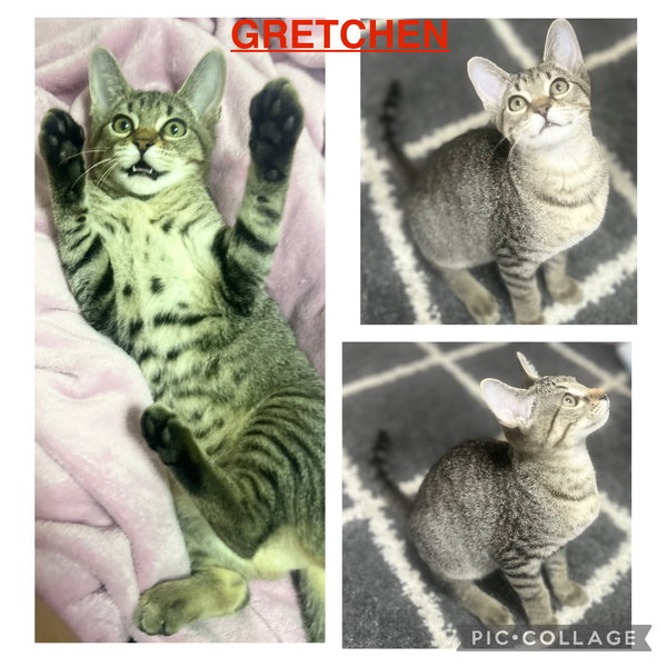 Gretchen