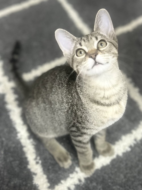 GRETCHEN - Tabby available for adoption