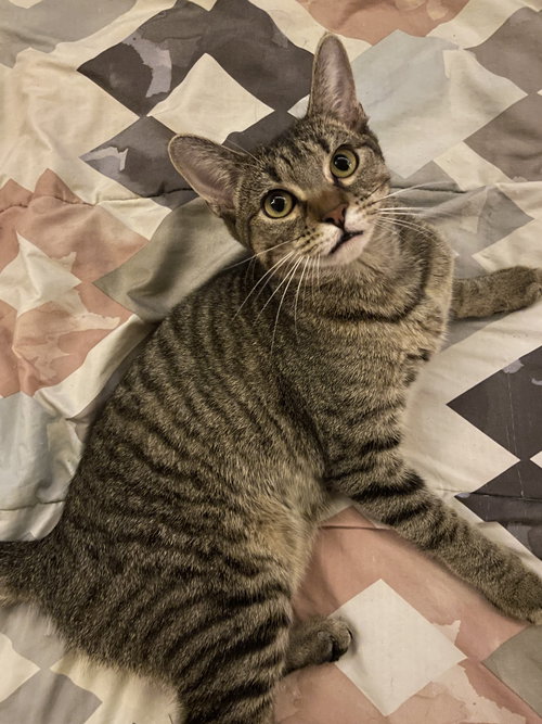GRETCHEN - Tabby available for adoption