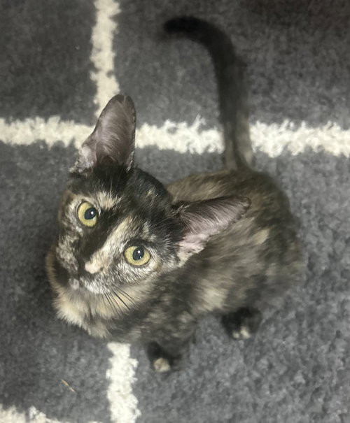 CATANA - Tortoiseshell available for adoption