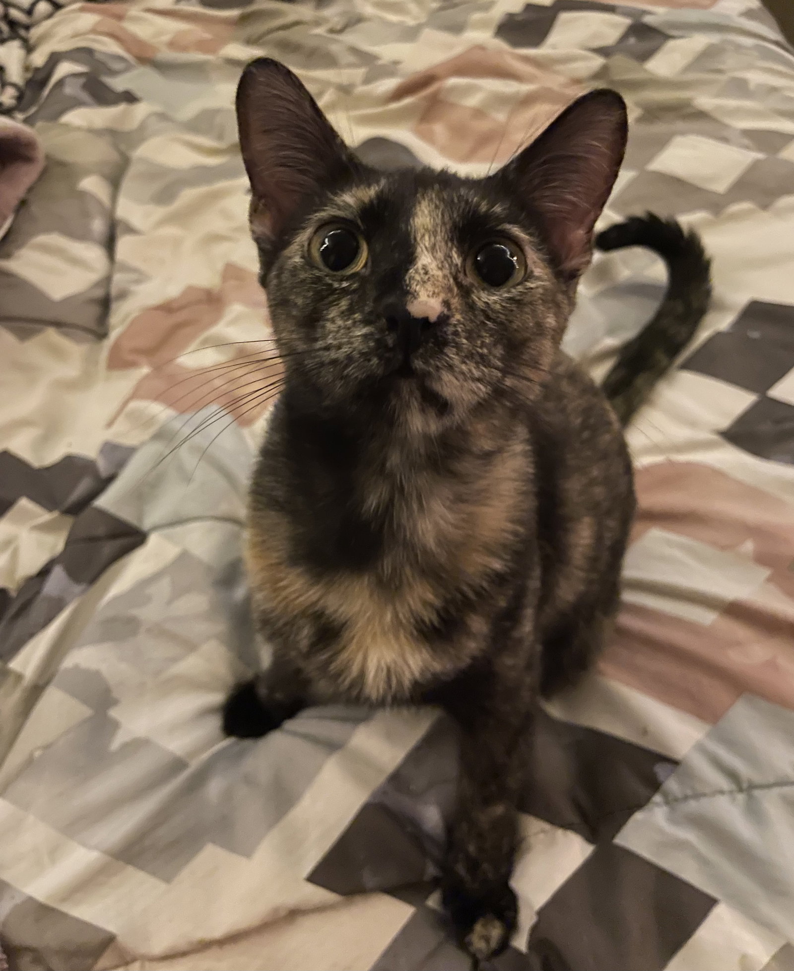 Catana