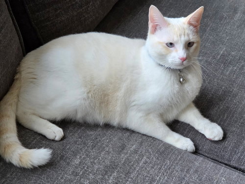 JAKE - Siamese available for adoption