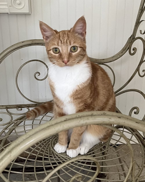 SUNNY - Tabby / Domestic Short Hair available for adoption