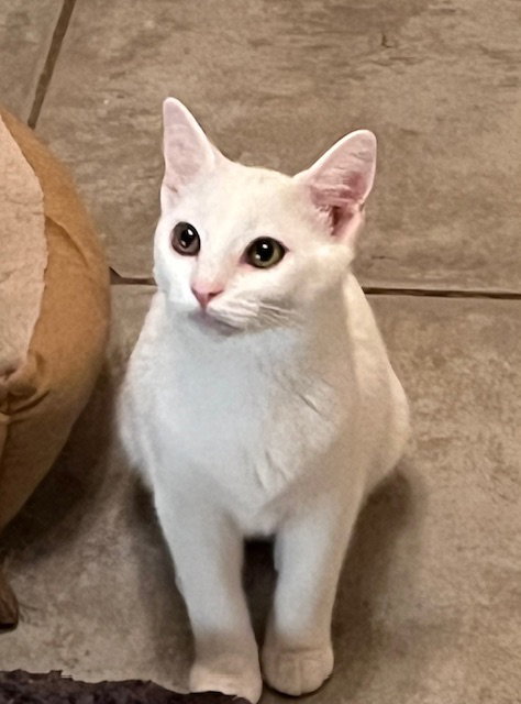 picture of the cat needing adoption