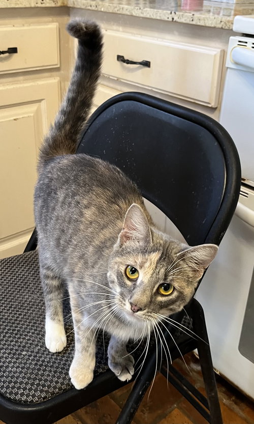 OSTEA - Dilute Calico available for adoption