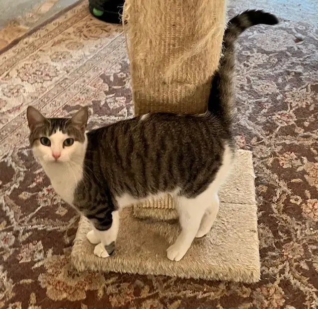 Prissy - Tabby