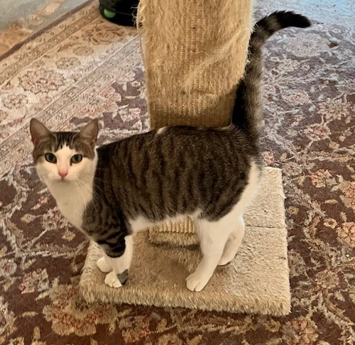picture of the cat needing adoption