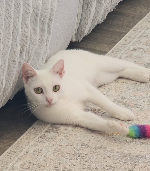 LIBBY - Domestic Short Hair available for adoption