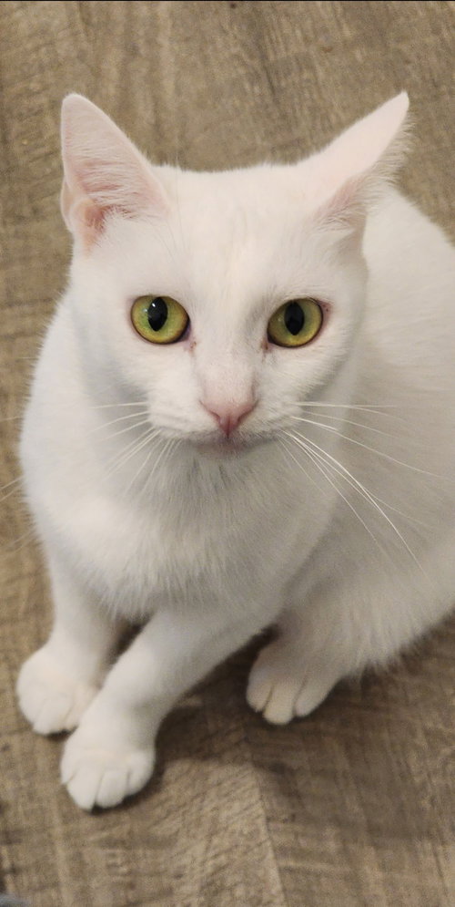 picture of the cat needing adoption
