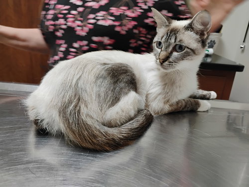 JUNE - Siamese / Snowshoe available for adoption