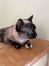 Cola (front declawed) - Photo 2
