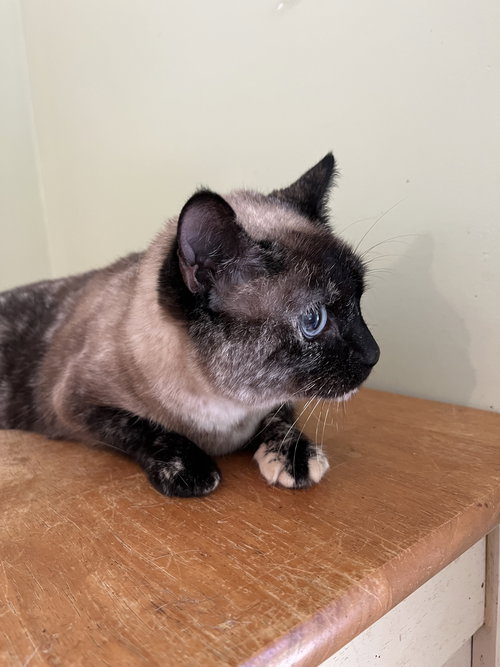 COLA (FRONT DECLAWED) - Siamese available for adoption