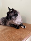 Cola (front declawed) - Photo 3