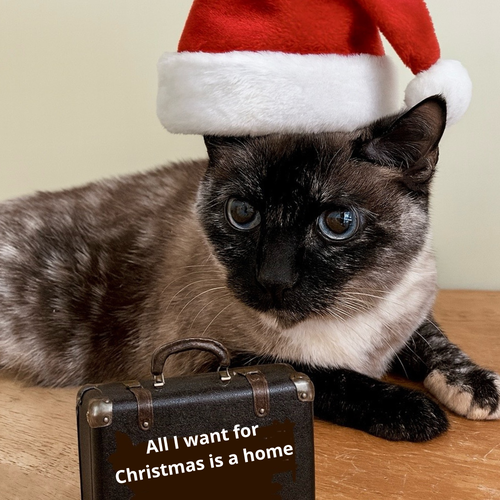 picture of the cat needing adoption